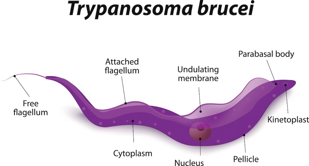 Home Parasites 2 Trypanosoma